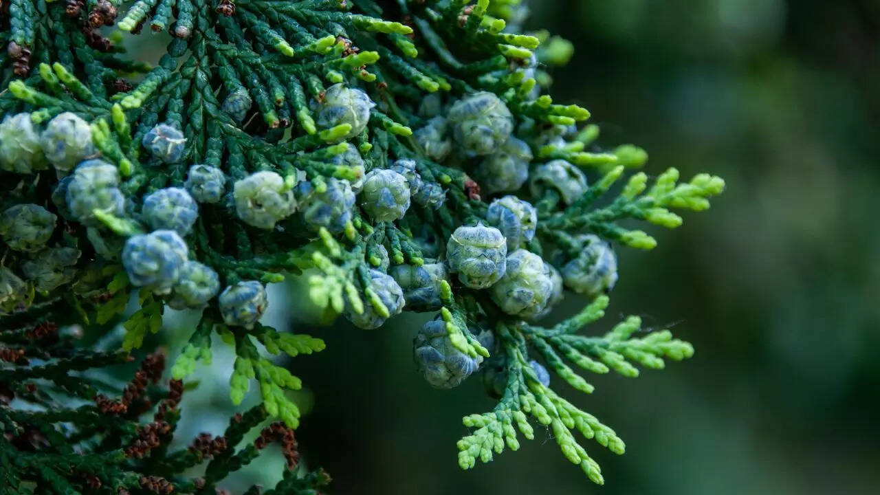 Italian cypress suits narrow spaces and minimal styling