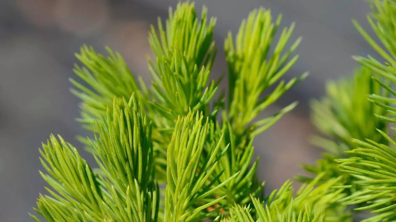 Dwarf Alberta spruce keeps the evergreen tradition alive