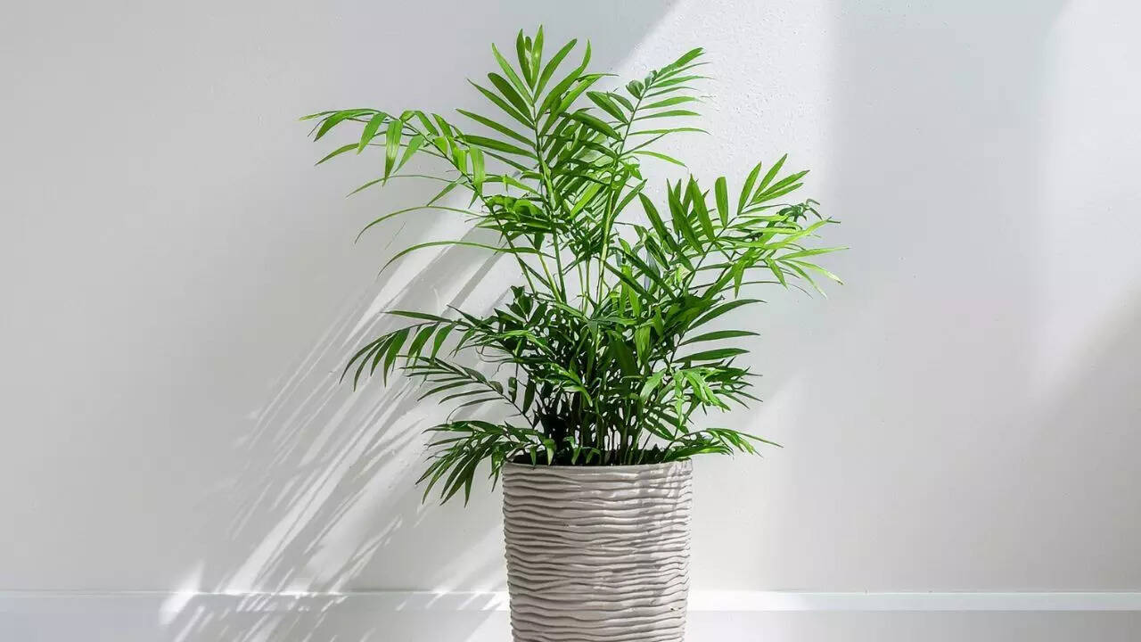 Parlor palm creates a softer, festive atmosphere