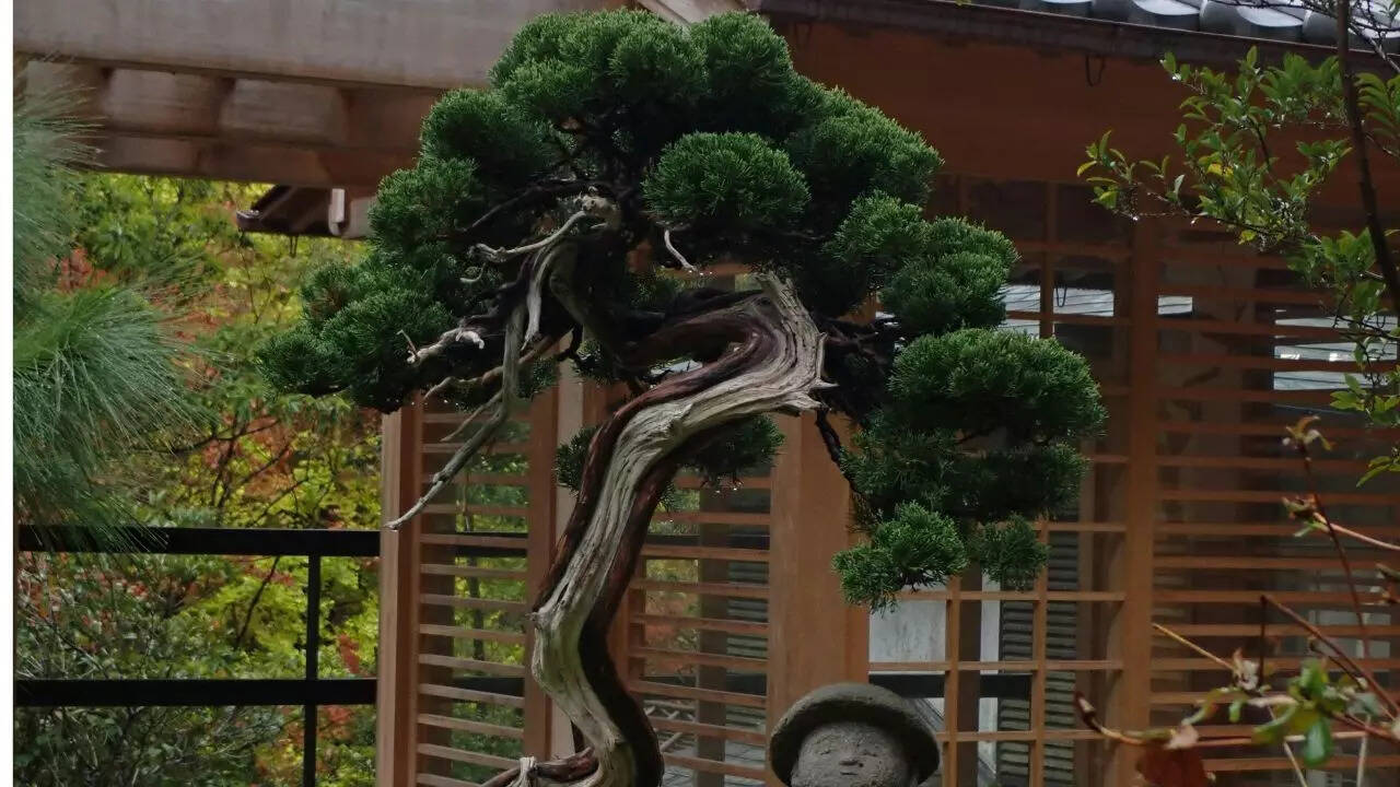 Boston fern and bonsai allow creative Christmas styling