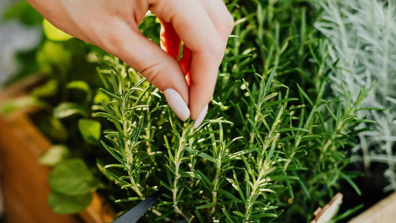 Rosemary is a herb that keeps lizards away