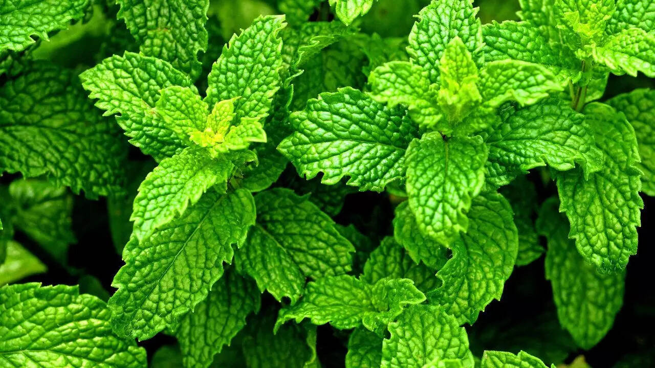 Peppermint plant to keep lizards away
