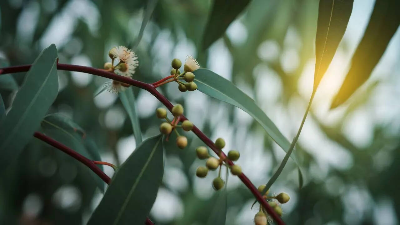 Eucalyptus shrub that smells really strong on its own