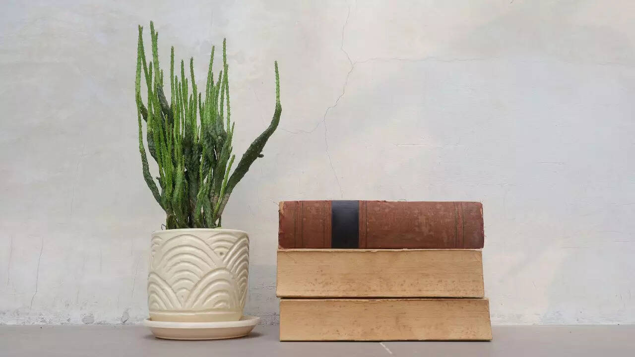 Pencil tree as a plant that keeps other plants away naturally