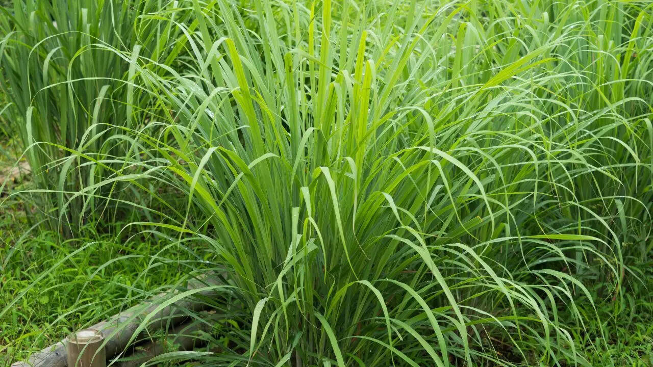 For further protection, grow lemongrass and garlic