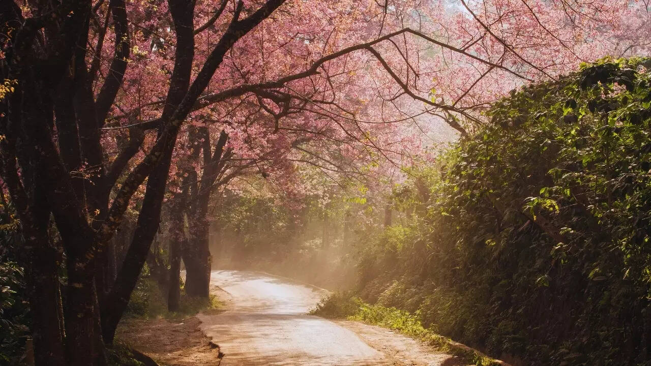 Road lined with cherry blossoms