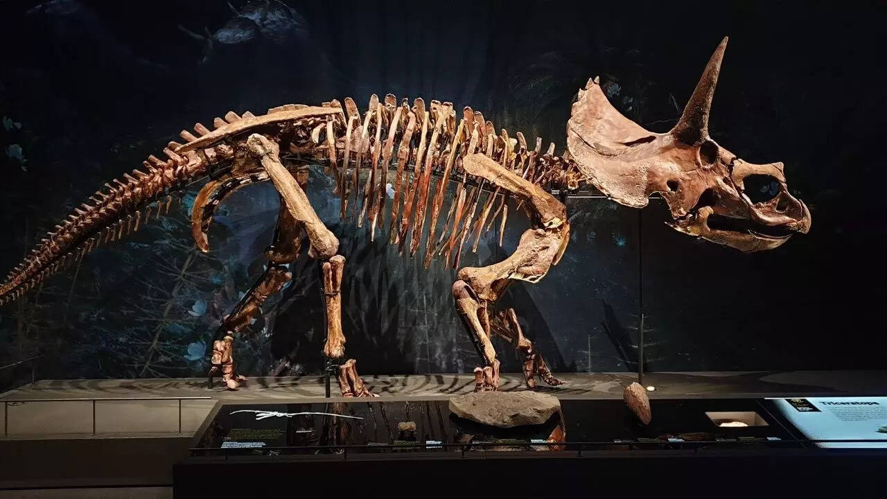डायनासोर का कंकाल