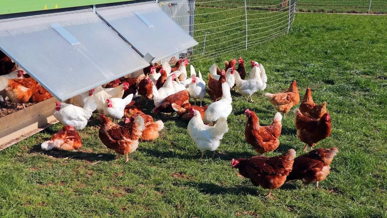 मुर्गियां