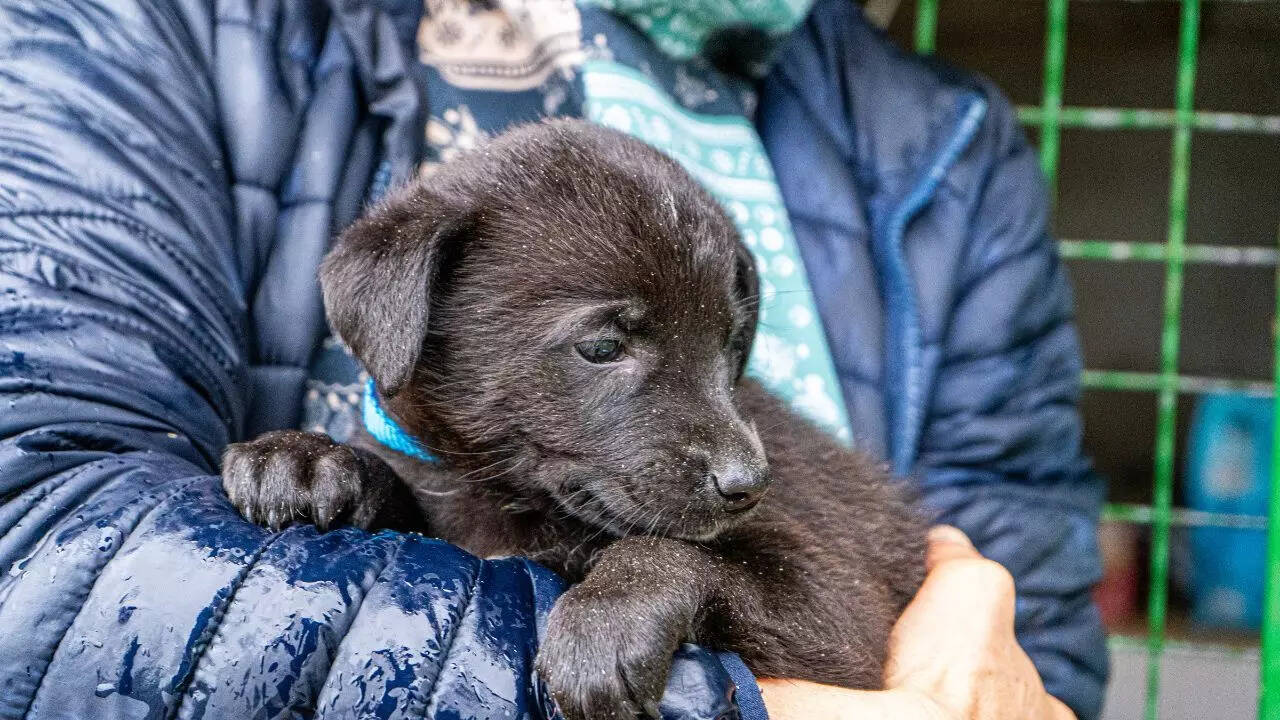 மாம்பழப் புழு தோலுக்குள் நுழைந்தவுடன் என்ன நடக்கும்