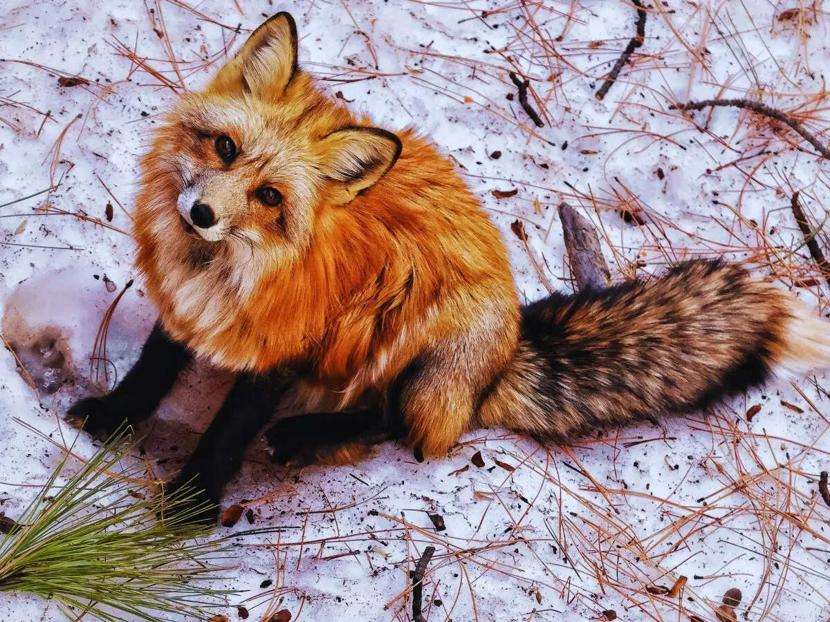 Red Fox
