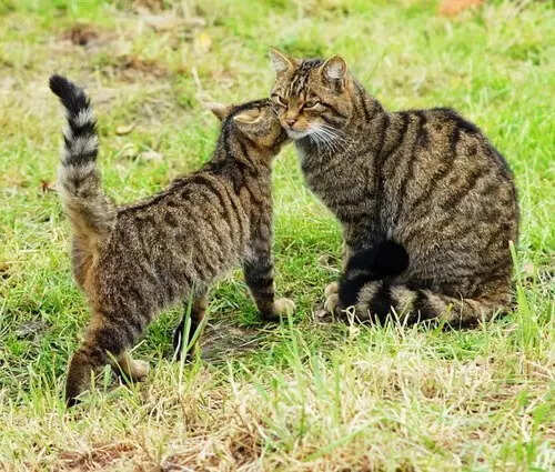 Scottish_wildcat_&_kitten