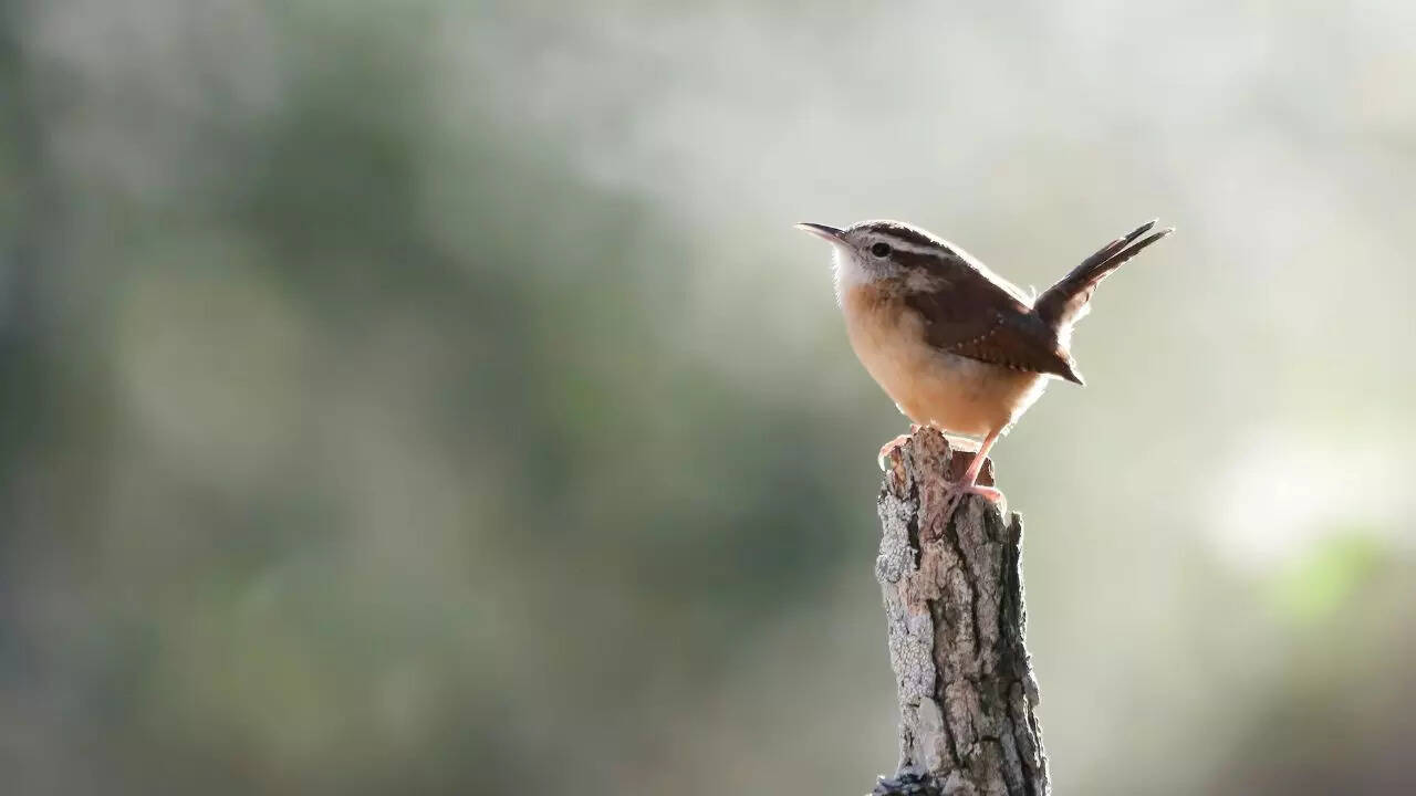 St Kilda Wren