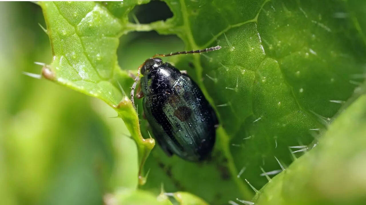 Lundy Cabbage Flea Beetles