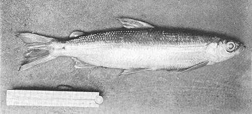 Gwyniad,_caught_by_H_Anderson.