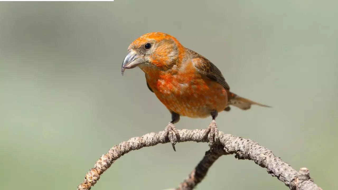 Scots Crossbill