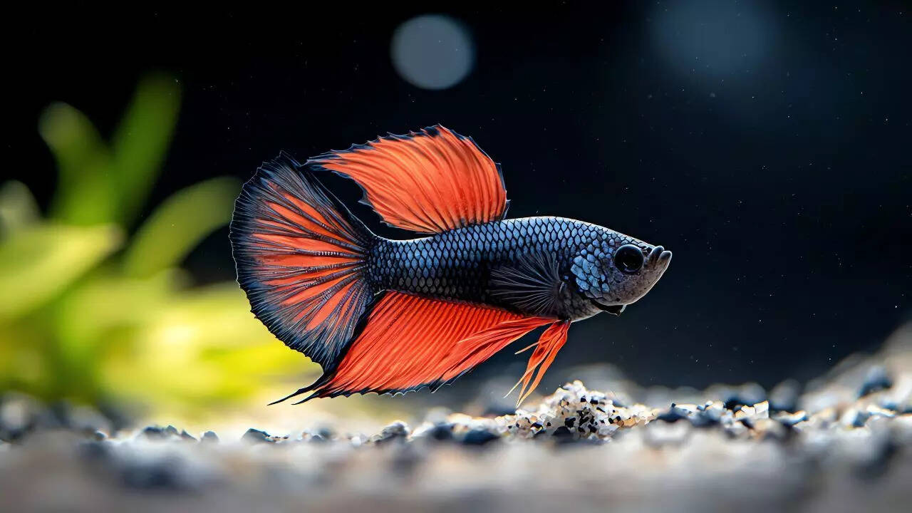 ​​Betta Fish