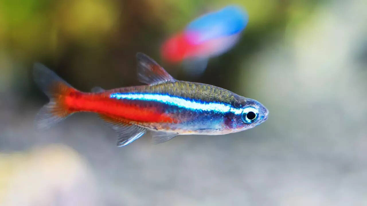 ​Neon tetras