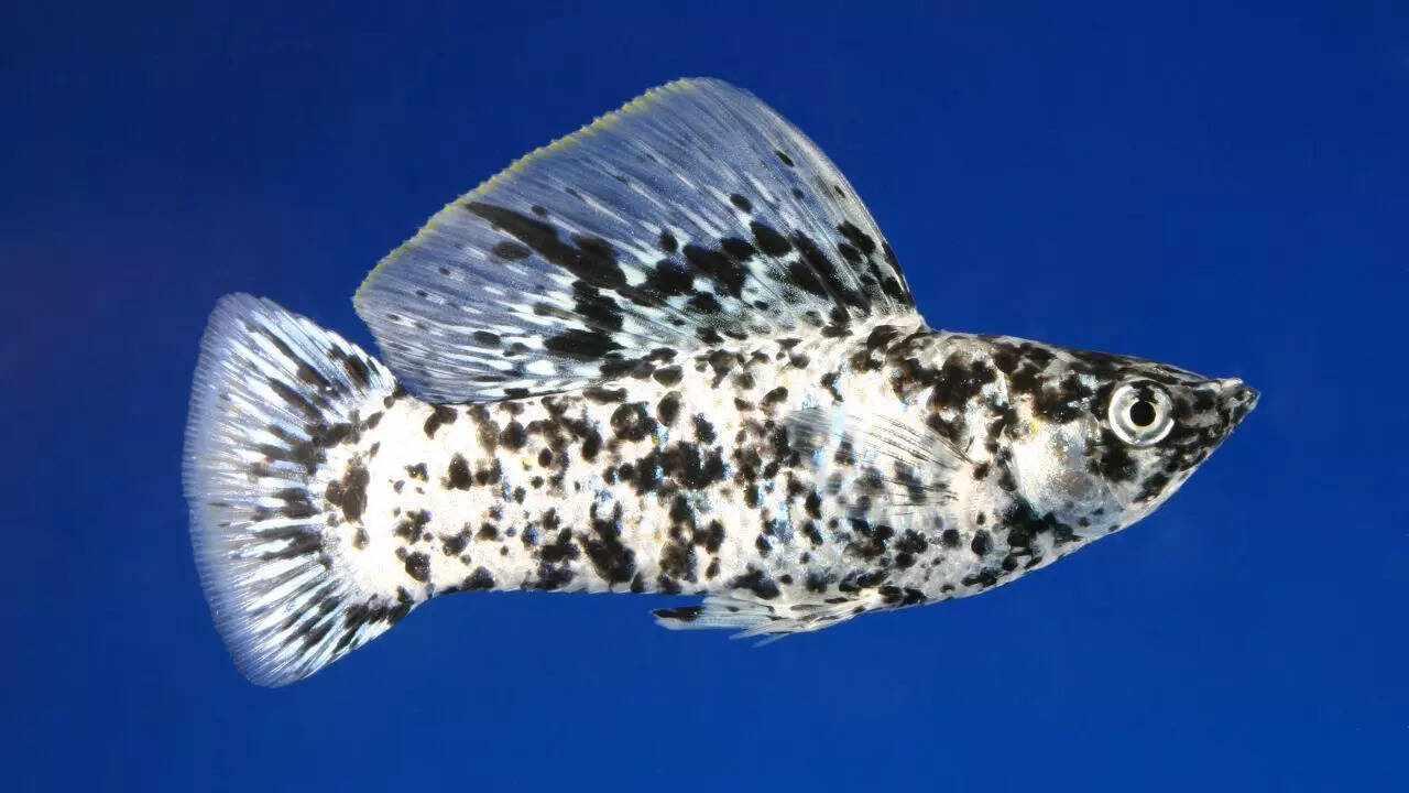 ​​Mollies and platys