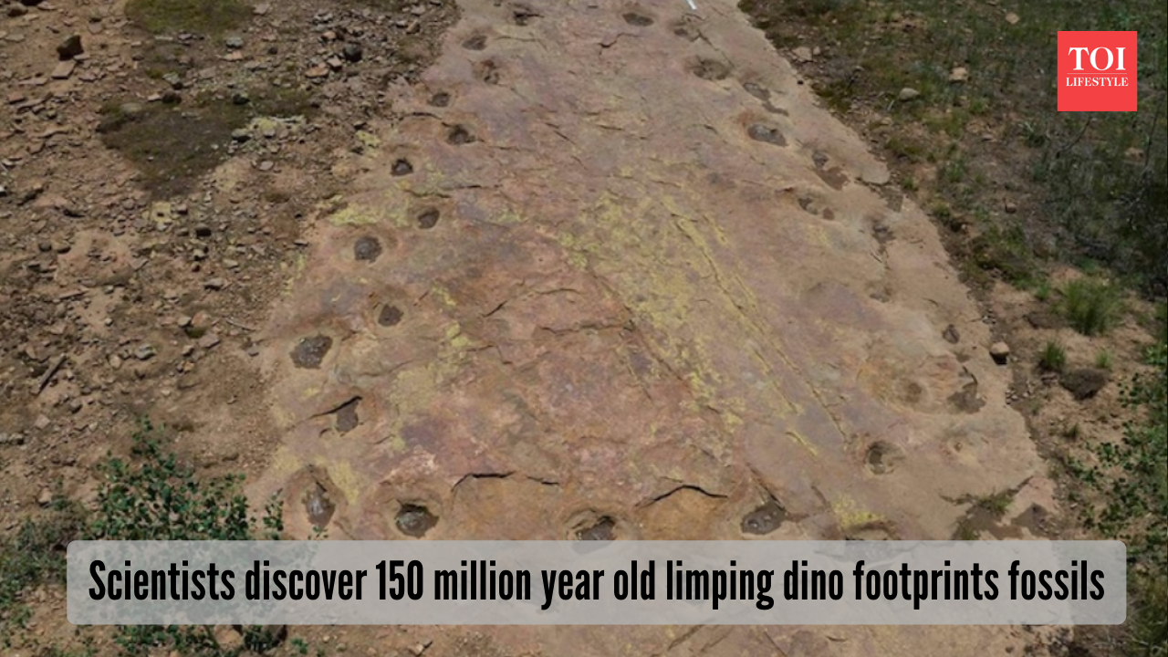 Scientists discover 150 million year old limping dino footprints fossils (Photo: University of Queensland via Earth and sky)