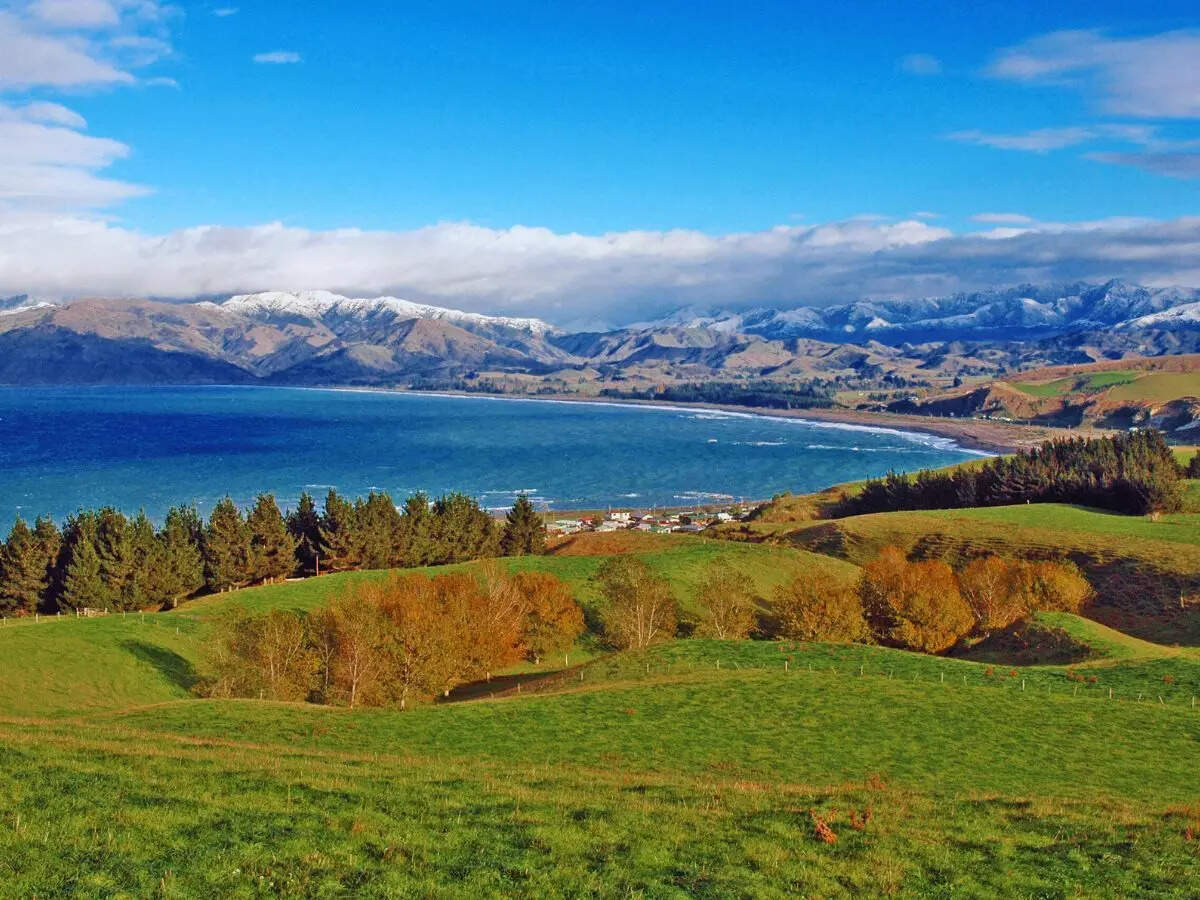 நியூசிலாந்து