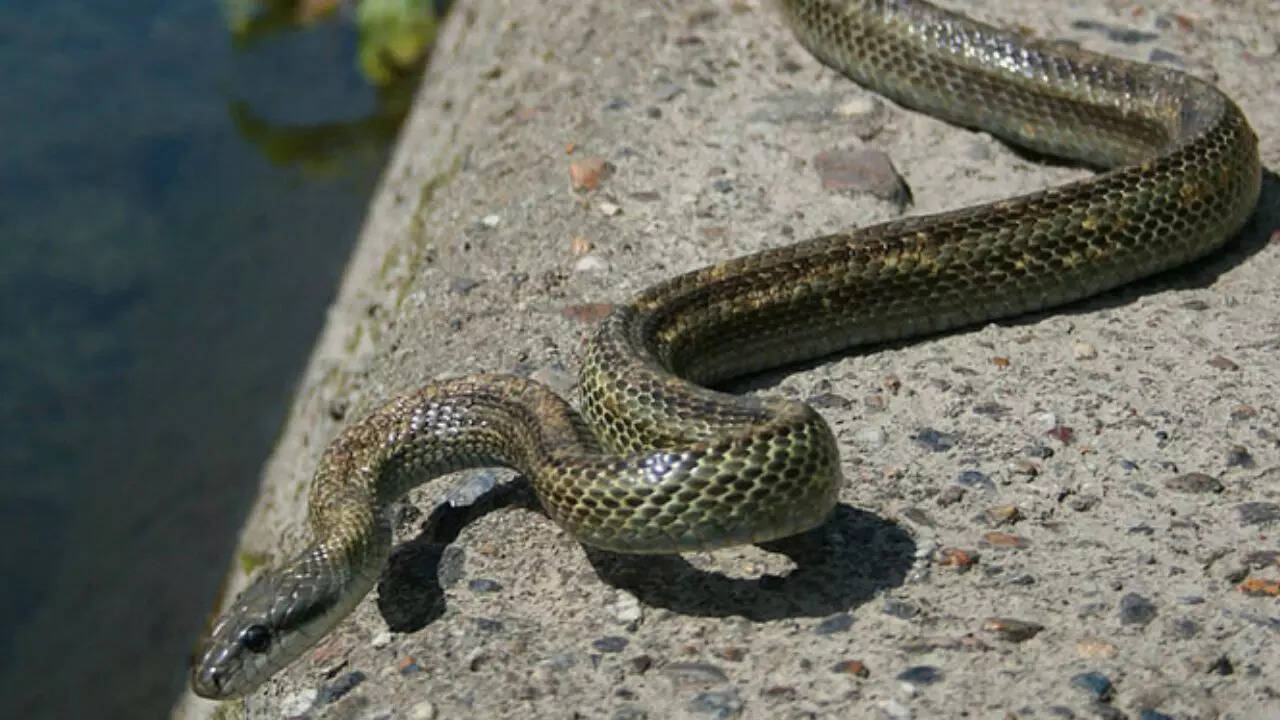 ​Japanese rat snake