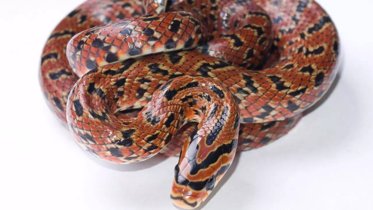 Jimguri snake