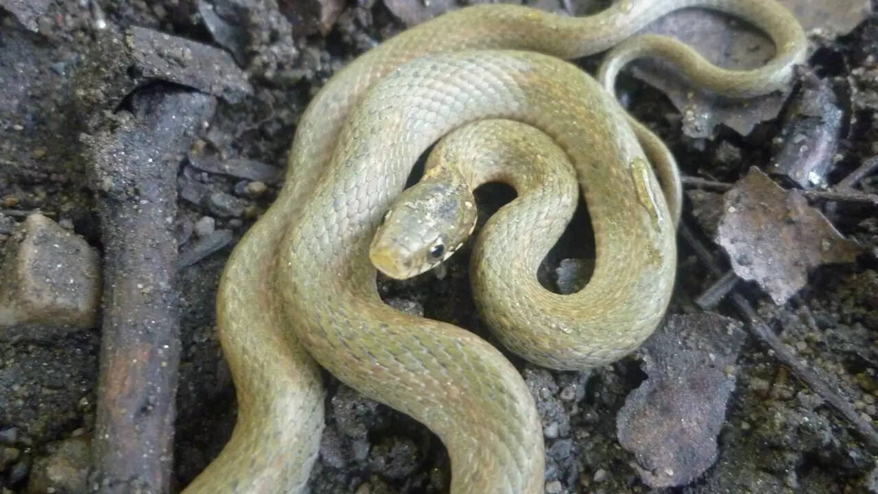 Japanese keelback