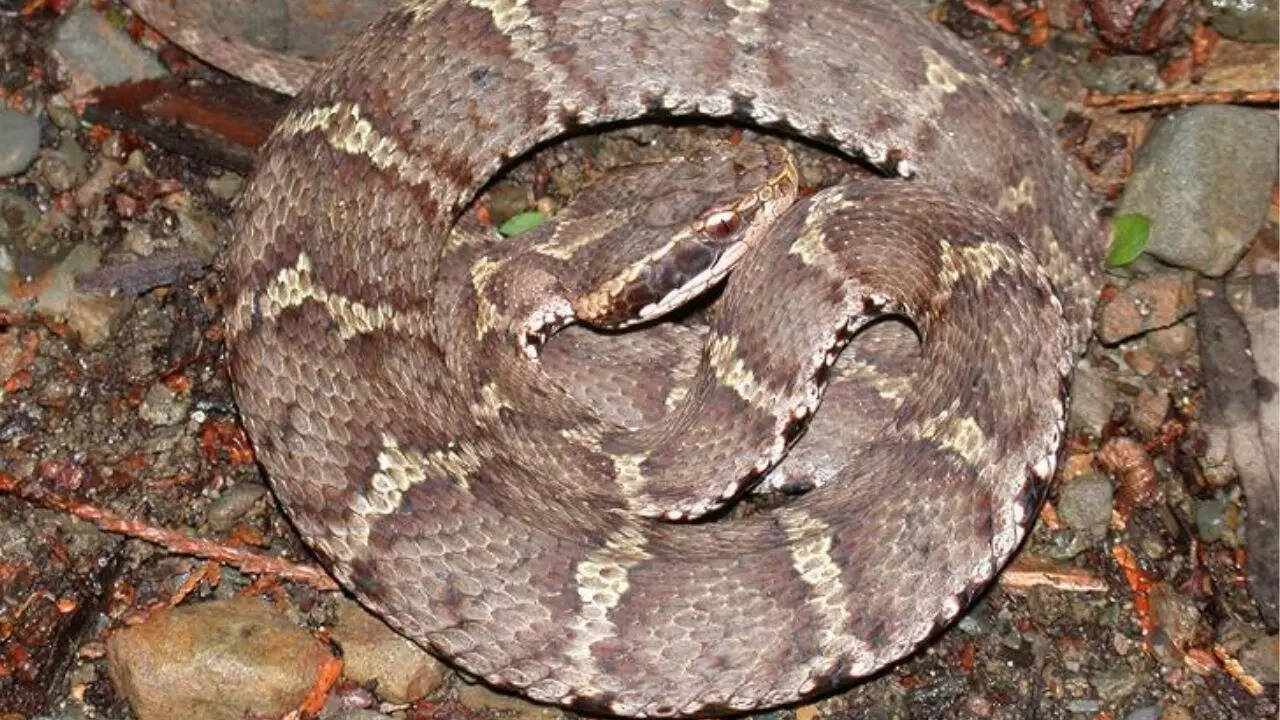 Mamushi