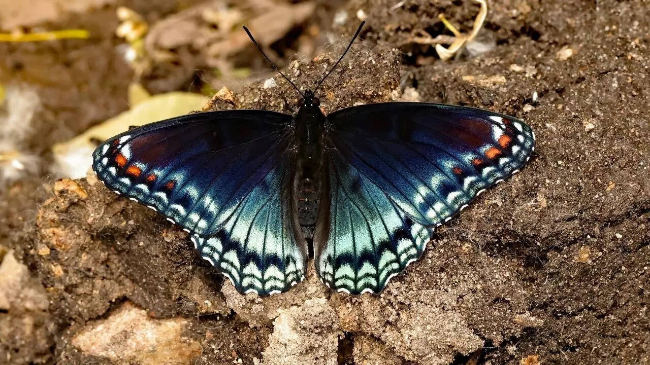 Butterfly on soil