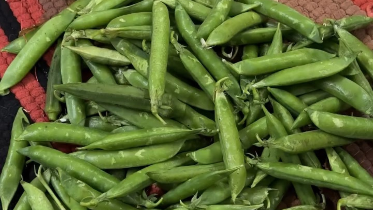 Photo: Instagram/@dr_kanisharma