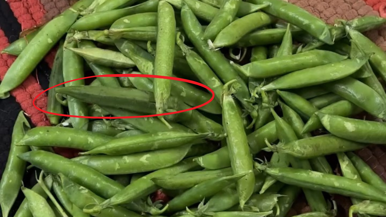 Photo: Instagram/@dr_kanisharma