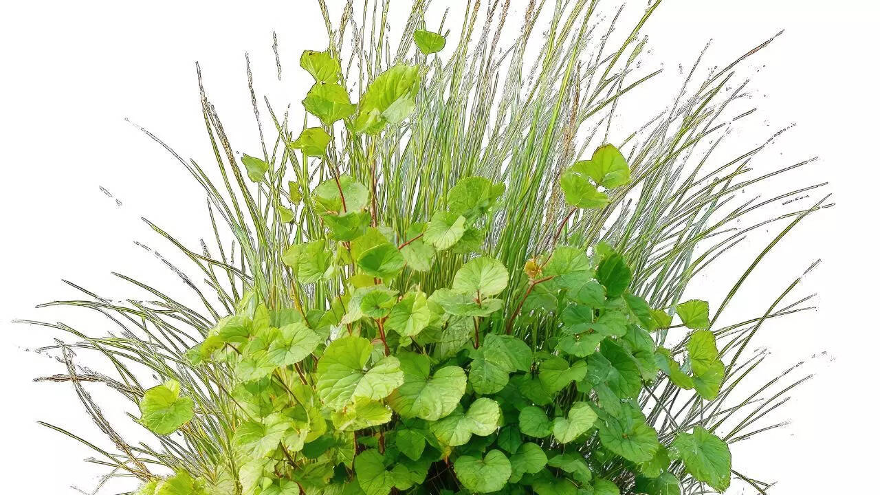 3. அதிகமாக வளர்ந்த பெர்முடா புல்