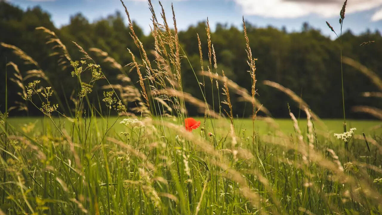 4. பூர்வீகம் மற்றும் புல்வெளி
