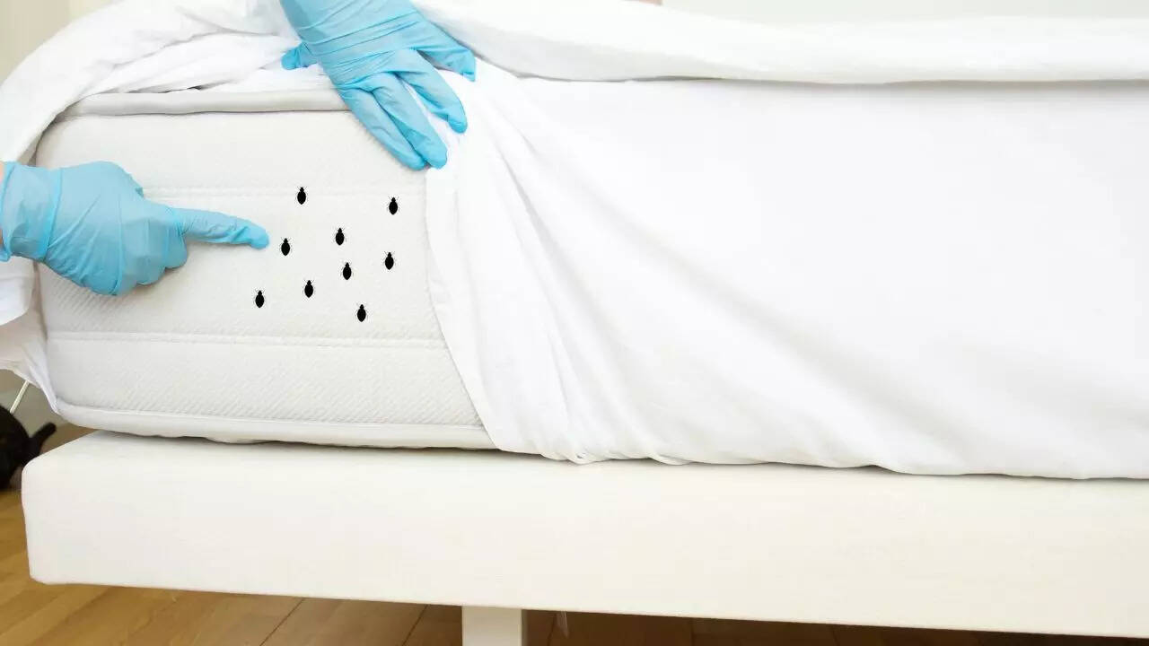 விடுமுறையின் போது உங்கள் வீட்டை பிழையின்றி வைத்திருக்க எளிய தினசரி தந்திரங்கள்