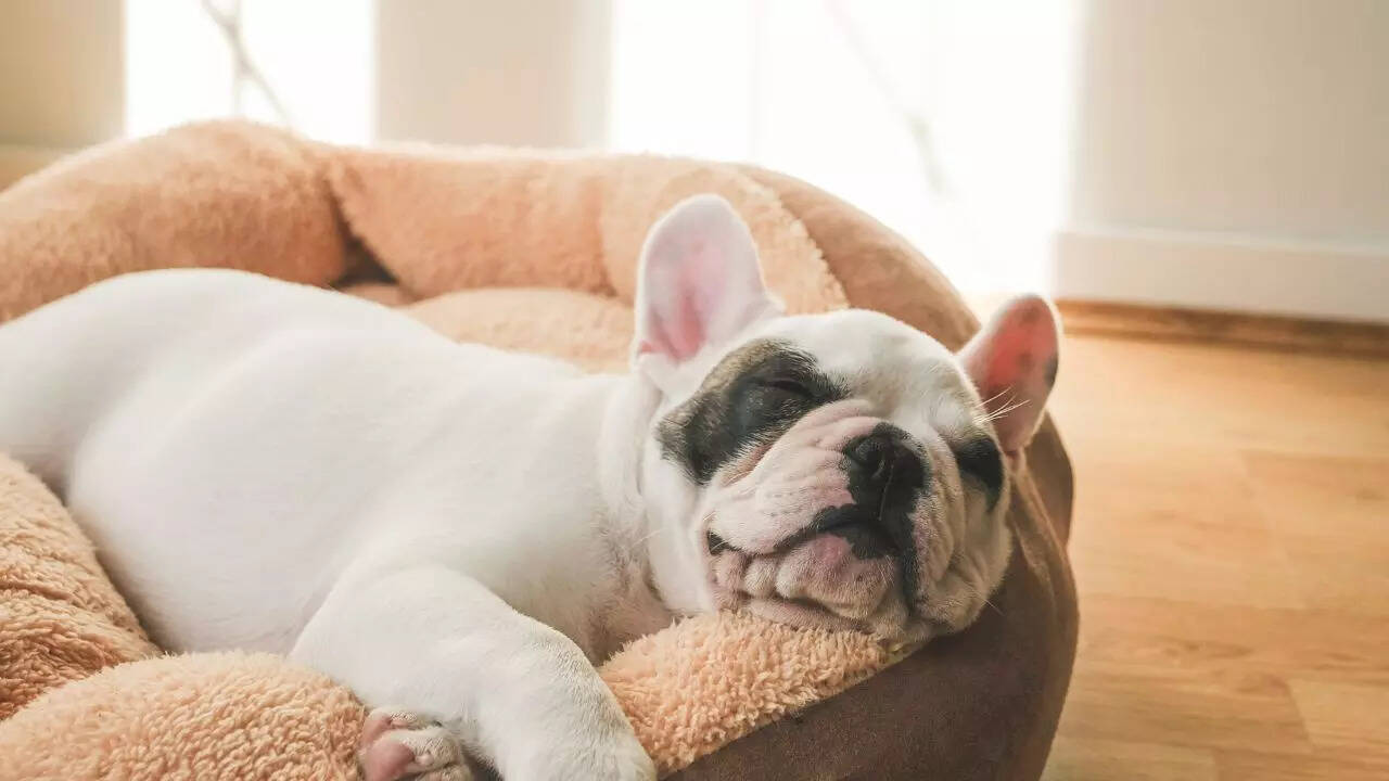 5 dogs that sleep the most; number 1 barely moves for hours | 3 1. English bulldog