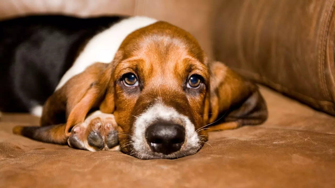 5 dogs that sleep the most; number 1 barely moves for hours | 4 2. Basset hound