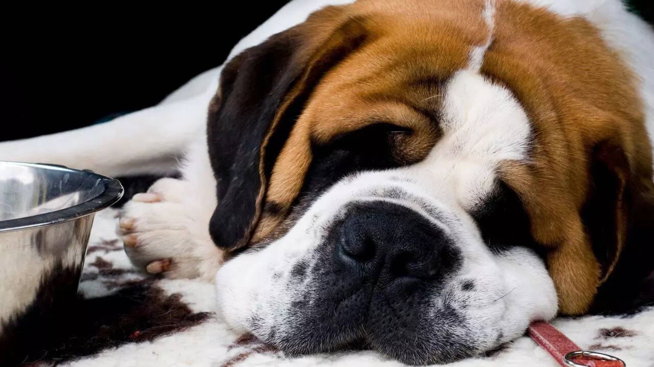 5 dogs that sleep the most; number 1 barely moves for hours | 5 3. Saint Bernard