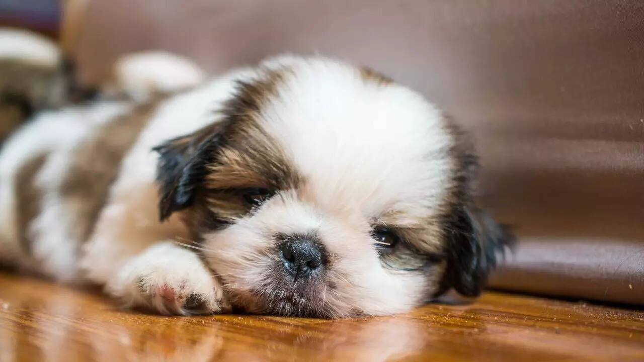 5 dogs that sleep the most; number 1 barely moves for hours | 7 5. Shih Tzu