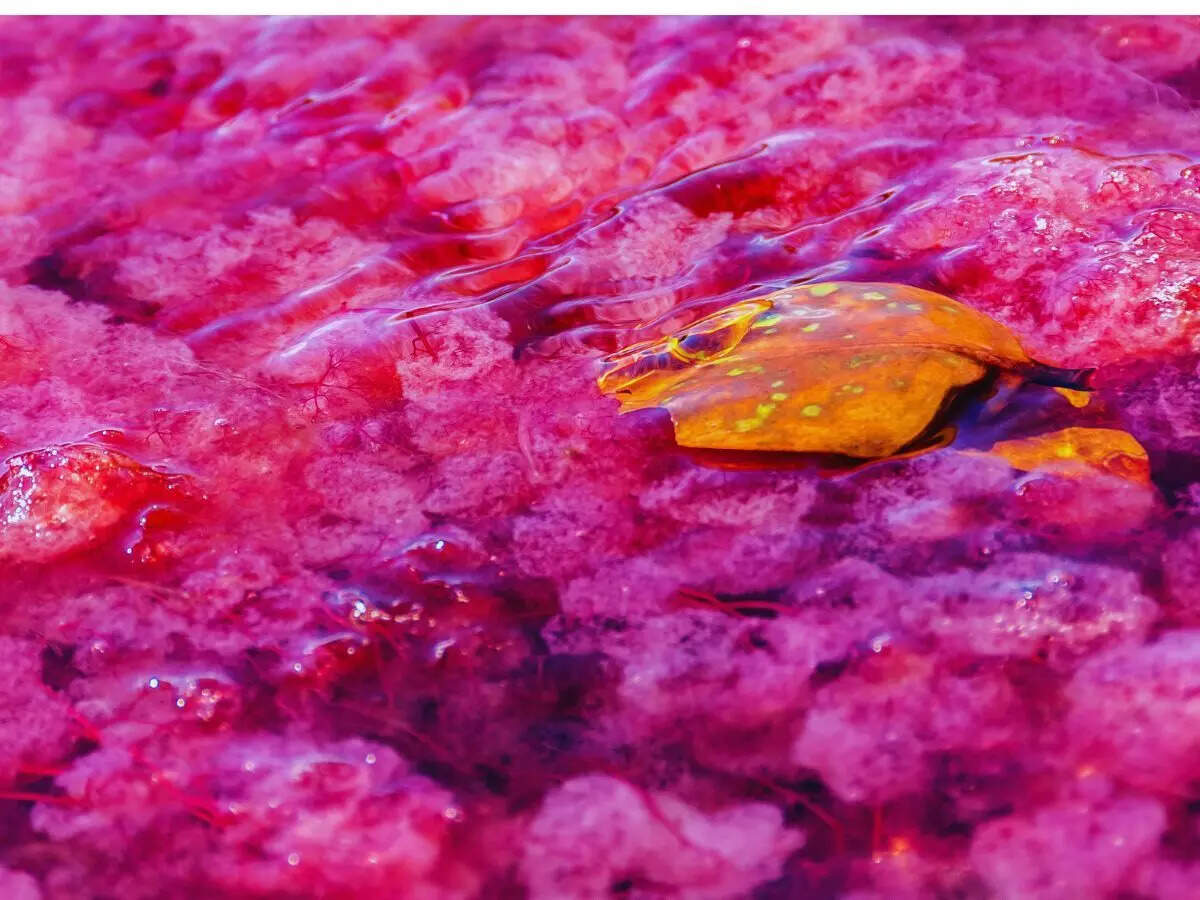 Rainbow river, colombia