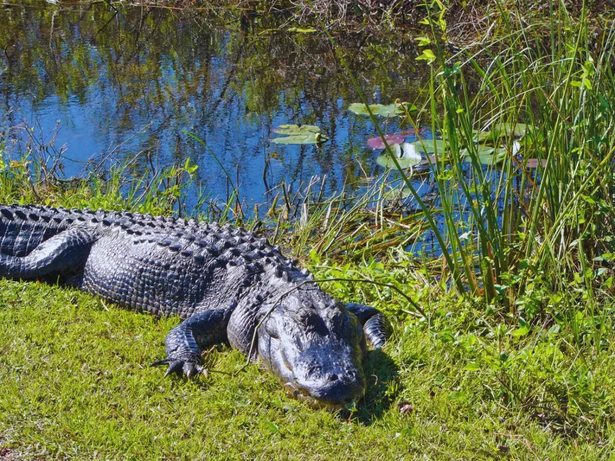எவர்க்லேட்ஸ் தேசிய பூங்கா (புளோரிடா), அமெரிக்கா