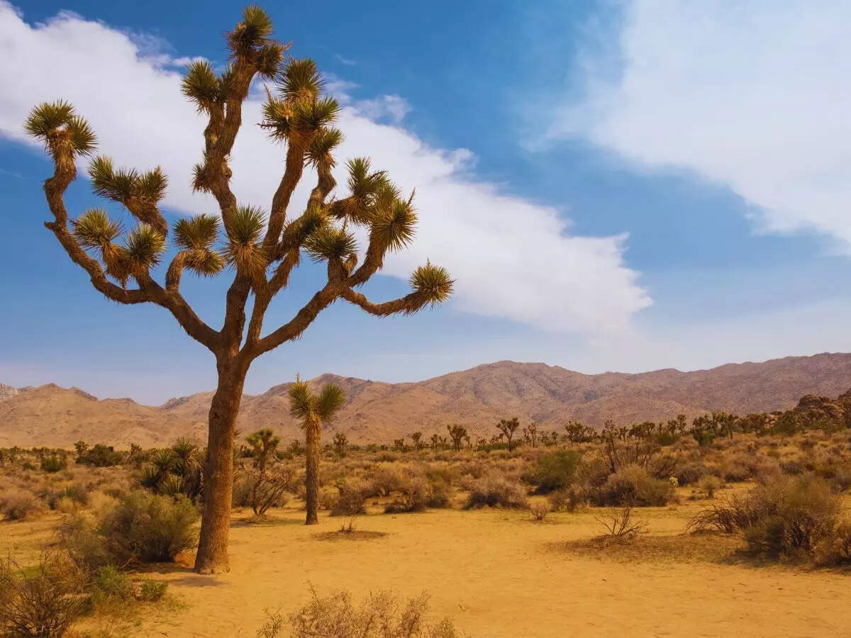ஜோசுவா ட்ரீ தேசிய பூங்கா, அமெரிக்கா