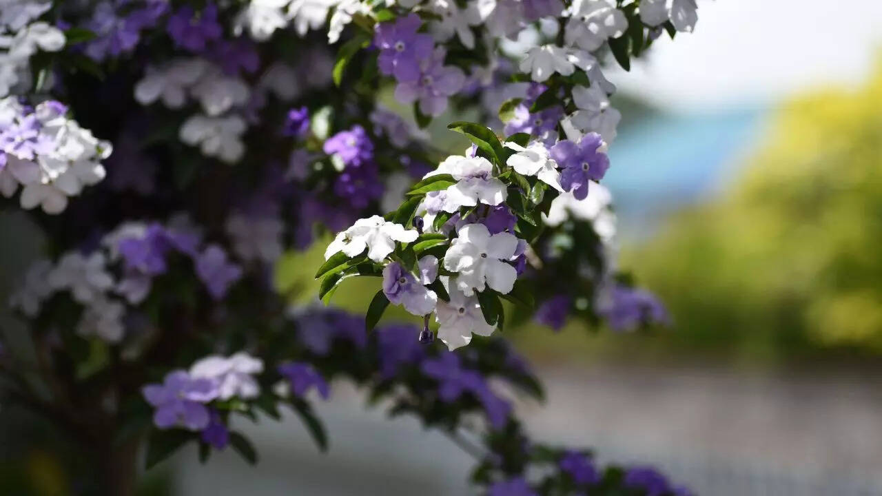 Does Raat Rani really attract snakes into your home gardens | 3 Why the myth refuses to disappear