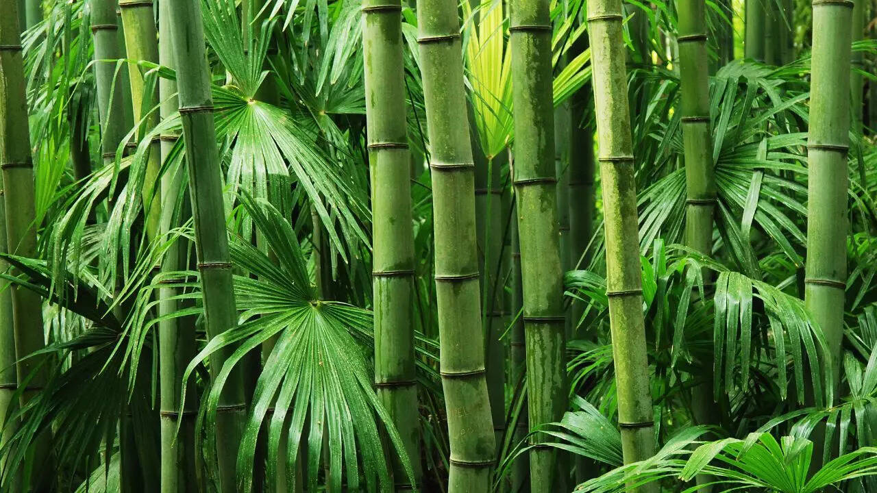 How planting bamboo near foundations creates risk