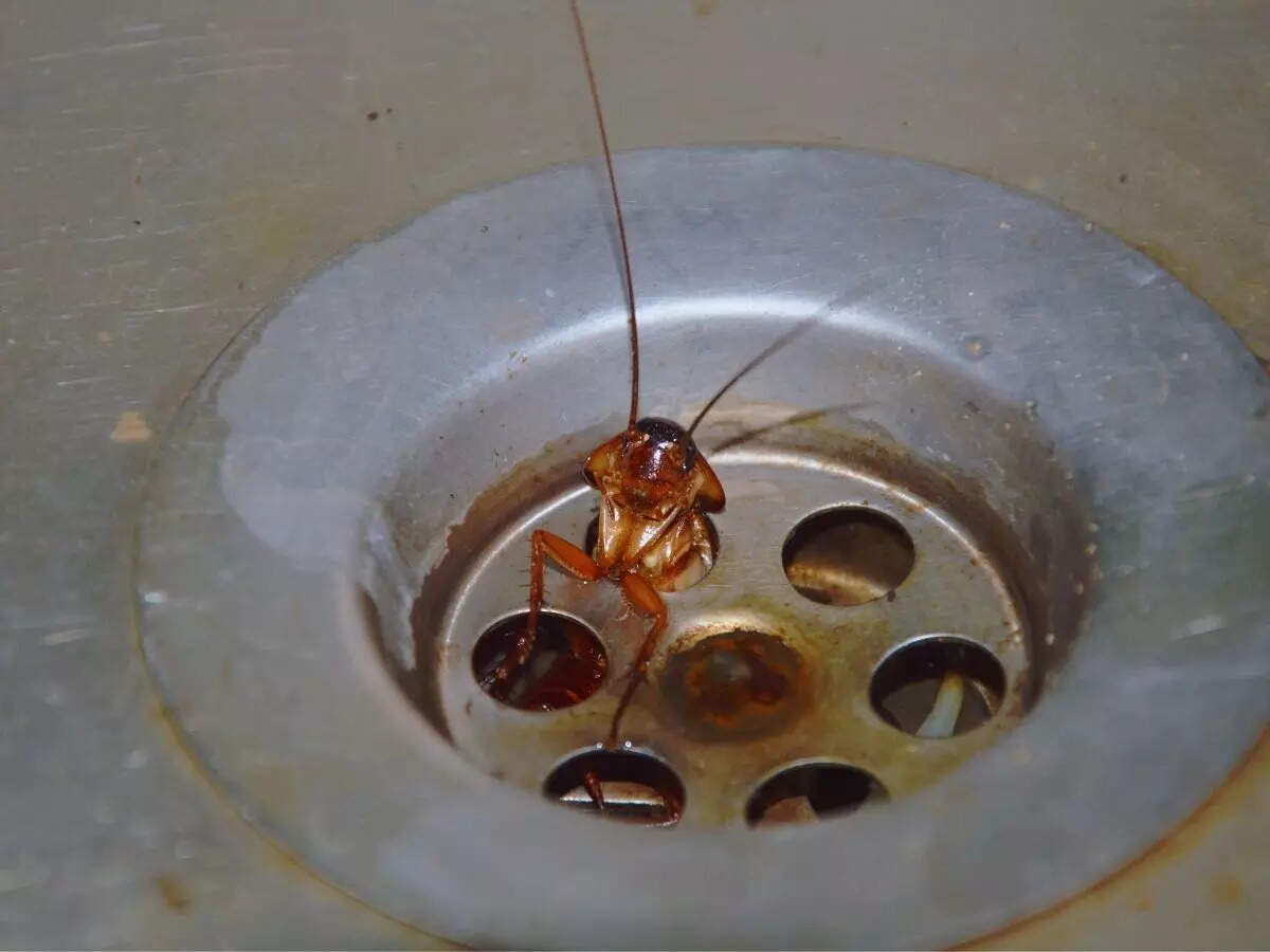 கரப்பான் பூச்சி