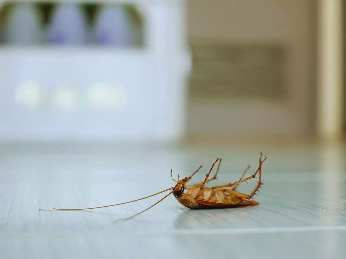 கரப்பான் பூச்சிகள்