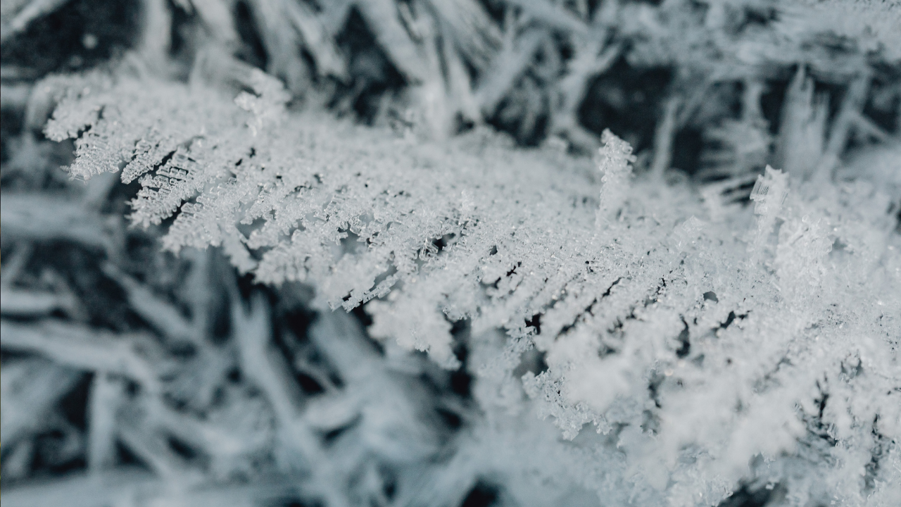 Extreme cold- frost (Representative Image) Extreme cold- frost