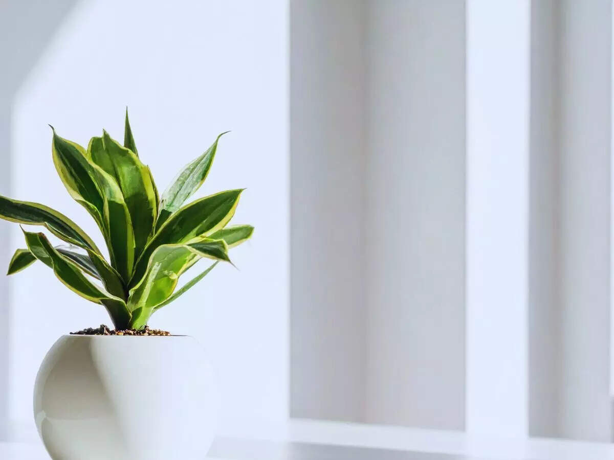 How to get your snake plant to bloom and why this rare flower is considered lucky 3 Snake plant