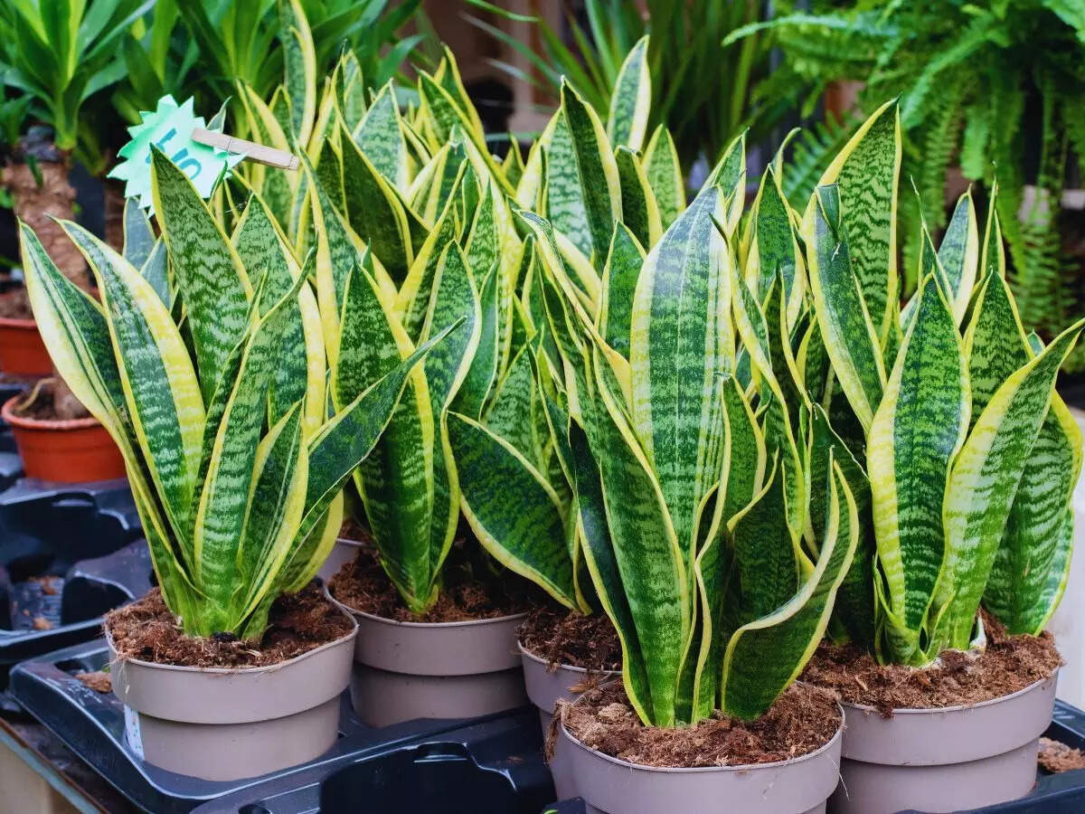 How to get your snake plant to bloom and why this rare flower is considered lucky 2 Snake plant