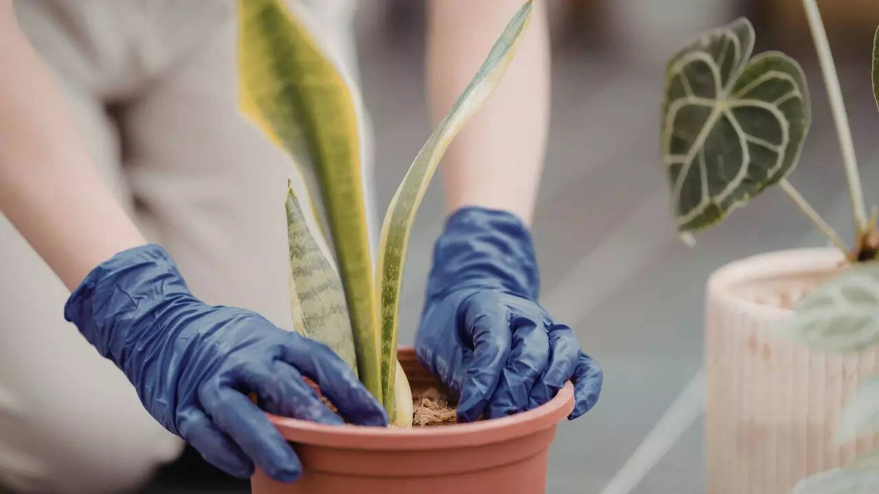 Snake plant