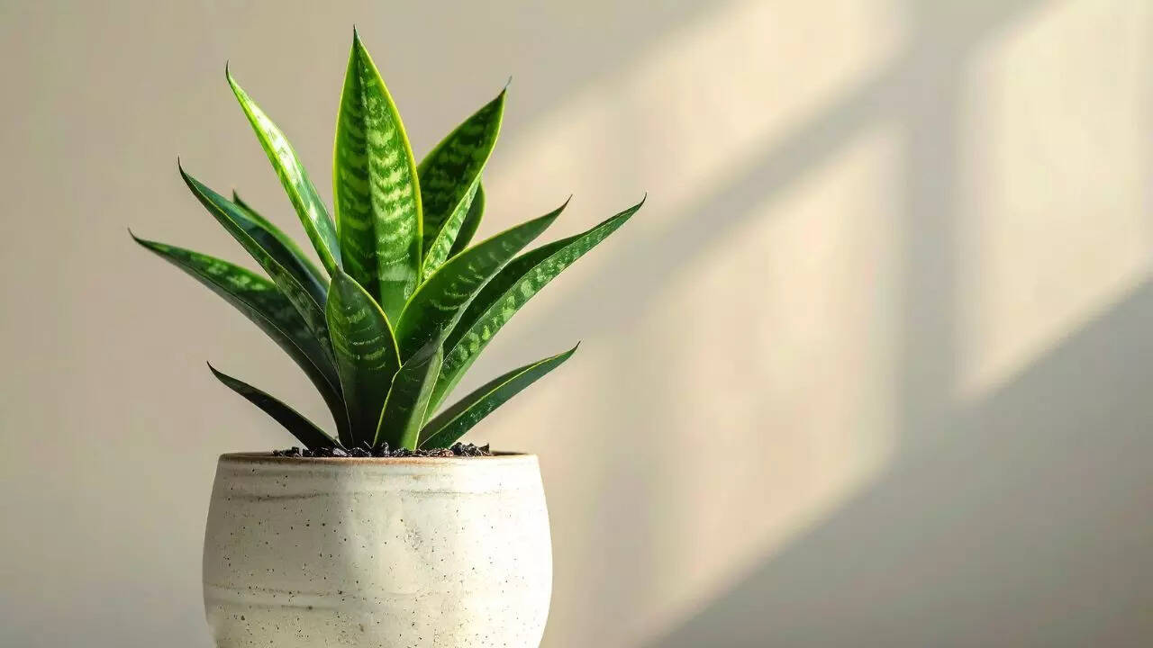 Snake Plant
